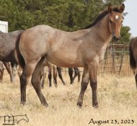 Hancocks Red Hot MA's 2023 Bay Roan Filly